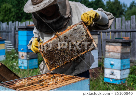 Close-up shot of beekeeper showing honeycomb frame with working bees making honey. Apiculture. Natural product. Beeswax. Bee farm. 85100840