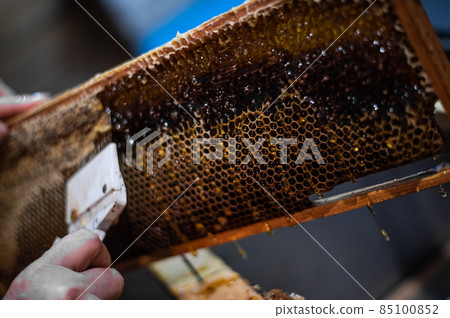 Beekeeper unseals honeycomb with a scraper to remove wax and subtract honey. 85100852
