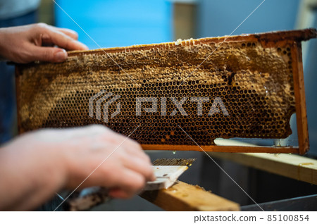 An elderly beekeeper works with frames for honey. Manual labor in the apiary. An elderly beekeeper works with frames for honey. Manual labor in the apiary. 85100854