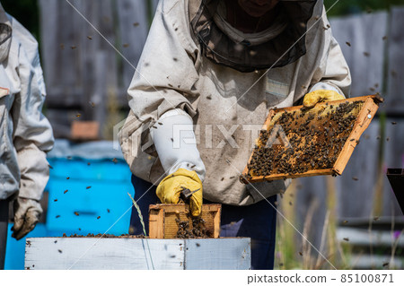 The Hands of the Beekeeper are Carefully Inserted Honey Frame into the Hive After Examination. The Frame is Full of Honey. There are a Lot of Bees on the Frame. The Hands of the Beekeeper are Carefully Inserted Honey Frame into the Hive After Examination. The Frame is Full of Honey. There are a Lot of Bees on the Frame. 85100871