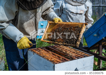 Macro shot of a bees inside honeycombs. The man hands of the beekeeper take out a hive part. Macro shot of a bees inside honeycombs. The man hands of the beekeeper take out a hive part. 85100876