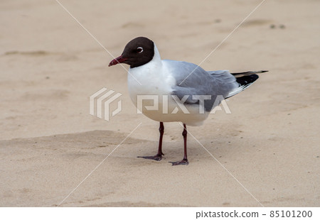 White-gray gull with a black head on the background of the sand of the beach. White-gray gull with a black head on the background of the sand of the beach. 85101200
