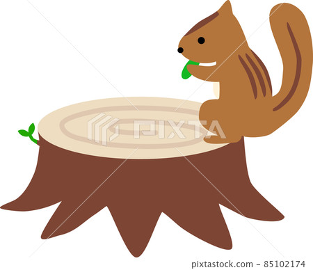 Squirrel eating on a sprouting stump Squirrel eating on a sprouting stump 85102174