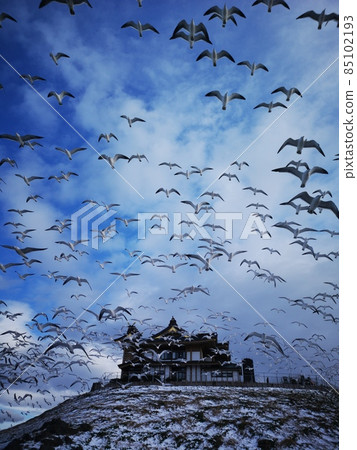 Kabushima Shrine, Hachinohe City 85102193