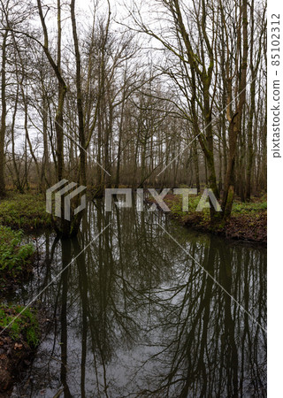 Swamp with bare tree reflections in a Flemish nature reserve 85102312