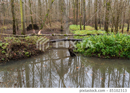 Swamp with bare tree reflections in a Flemish nature reserve Swamp with bare tree reflections in a Flemish nature reserve 85102313