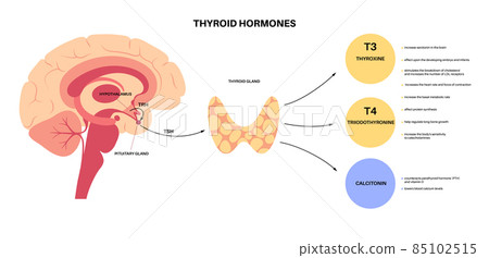 Thyroid hormones diagram 85102515