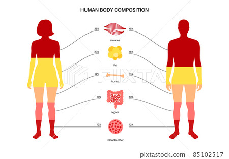 Human body composition 85102517
