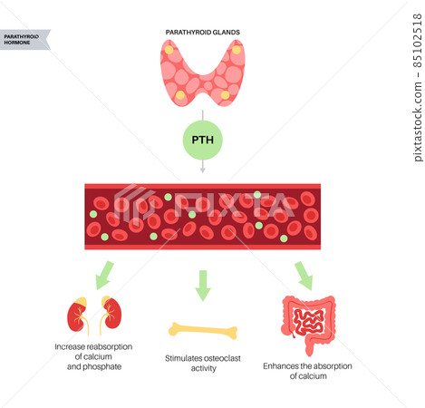 parathyroid gland anatomy - Stock Illustration [85102518] - PIXTA