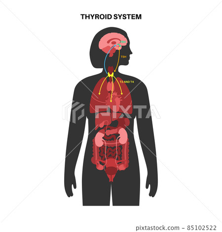 Thyroid hormones diagram 85102522