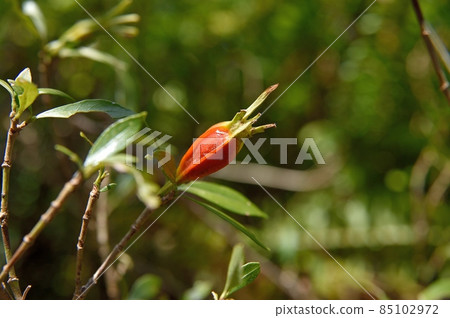 Gardenia fruit 85102972