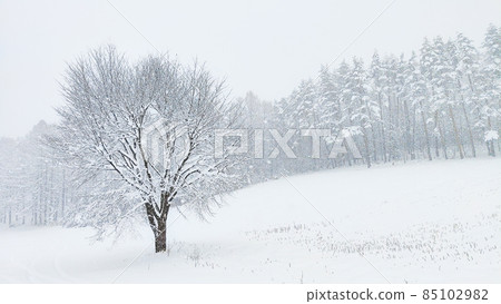 The winter The winter 85102982