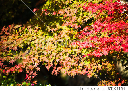 藺Mutaike的秋葉 85103164