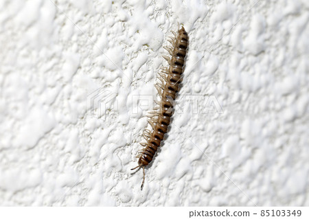 Millipedes Millipedes 85103349