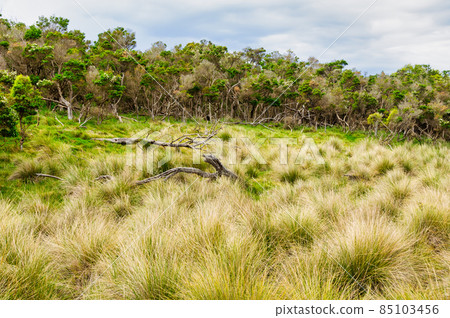 Bushland - Phillip Island 85103456
