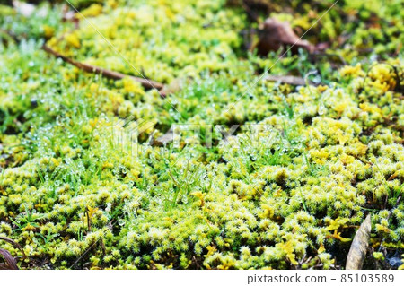 Moss around Bokke on the shores of Lake Akan Hokkaido Moss around Bokke on the shores of Lake Akan Hokkaido 85103589