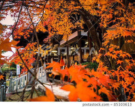 Autumn leaves photo at the temple 85103613