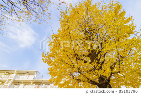 閃耀的銀杏，藍天下的銀杏，黃葉，金黃的銀杏葉 85103790