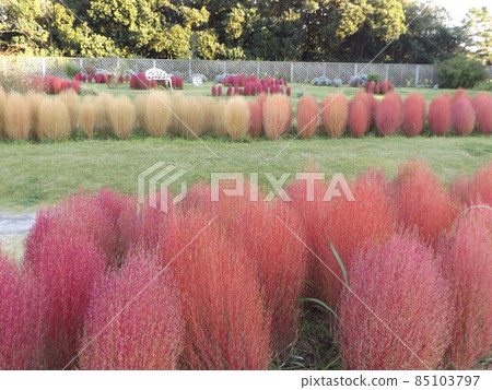 前院三洋美狄亞花卉博物館Kokia 前院三洋美狄亞花卉博物館Kokia 85103797