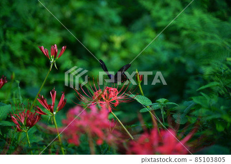 A quiet autumn day with cluster amaryllis 85103805