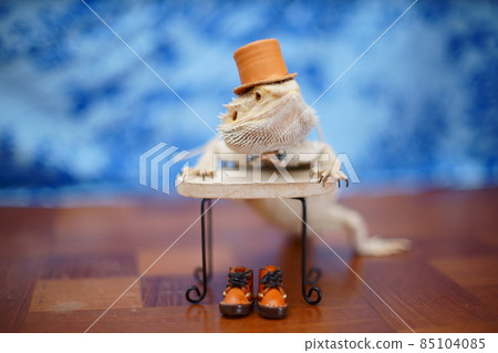 Stock photo: Central bearded dragon 85104085