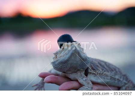Stock photo: Central bearded dragon 85104097