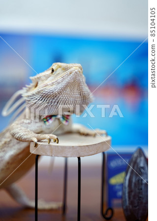 Stock photo: Central bearded dragon Stock photo: Central bearded dragon 85104105
