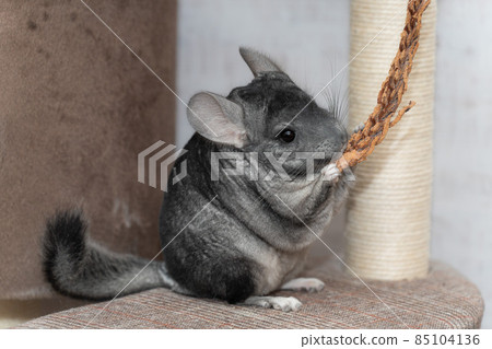[Pets] Chinchilla Standard Gray [Small animals] 85104136