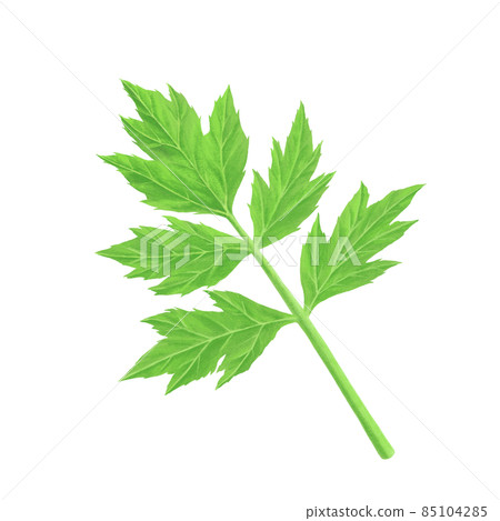 明天的樹葉手繪插畫 85104285