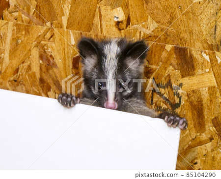 只看臉的小棕果子狸 只看臉的小棕果子狸 85104290