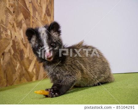 吃零食的蒙面棕櫚果子狸孩子 吃零食的蒙面棕櫚果子狸孩子 85104291