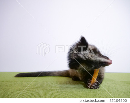 小棕櫚果子狸吃零食 小棕櫚果子狸吃零食 85104300