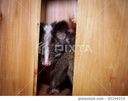 捉迷藏的小棕果子狸 85104314