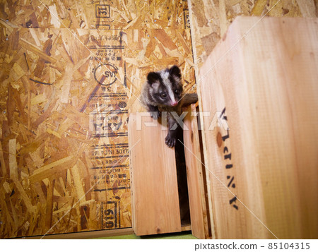 只能看著自己臉的棕果子狸的孩子 85104315