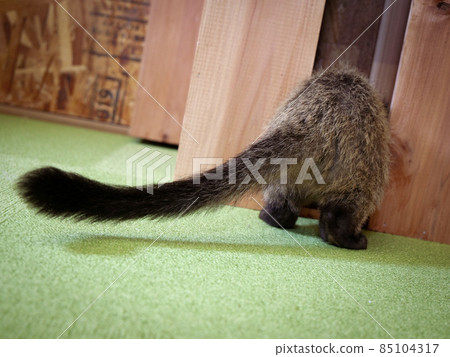 A child of a palm civet who can only see the tail 85104317