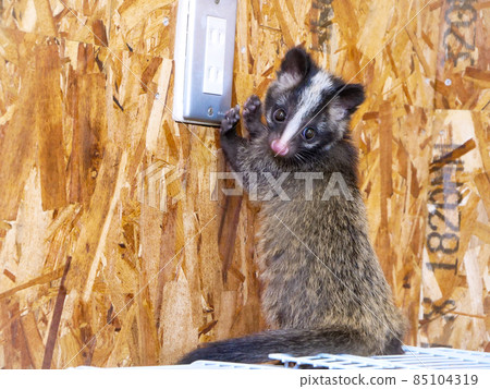 蒙面的棕櫚果子狸孩子無辜地玩耍 蒙面的棕櫚果子狸孩子無辜地玩耍 85104319