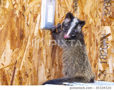 好奇的棕櫚果子狸孩子 85104320