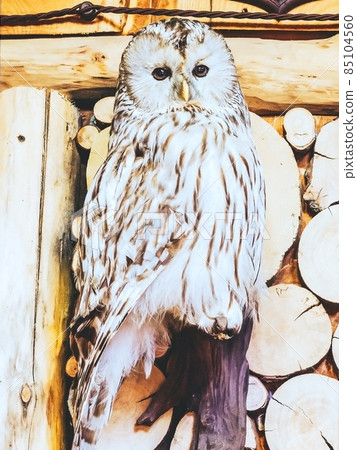 A stuffed owl hangs on a log wall. Hunting trophy A stuffed owl hangs on a log wall. Hunting trophy 85104560