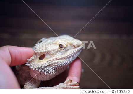 Document photo: A well-known lizard Document photo: A well-known lizard 85105250