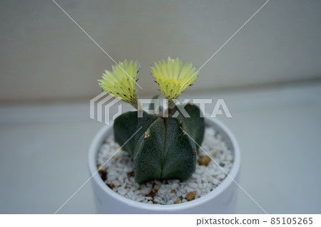 Material photo Flowering of Lampo ball 85105265