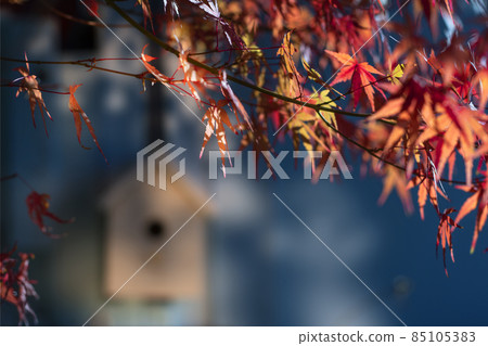 Maple and birdhouse Maple and birdhouse 85105383