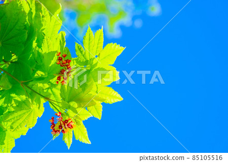 Young leaves and flowers of Acer japonicum Young leaves and flowers of Acer japonicum 85105516