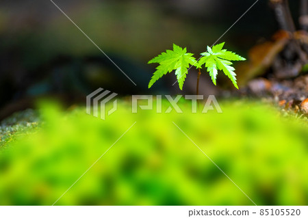 Acer palmatum sapling Acer palmatum sapling 85105520