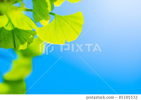 Fresh green of ginkgo biloba 85105532