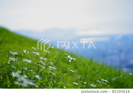 Flower garden in the sky Flower garden in the sky 85105616