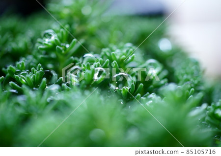 Document photo Macro lens and sedum 85105716