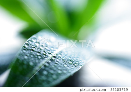 Document photo Macro lens and pachypodium 85105719