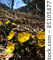 Adonis ramosa (Adonis ramosa) Yamano grass 85105877