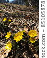 Adonis ramosa (Adonis ramosa) Yamano grass 85105878
