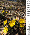 Adonis ramosa (Adonis ramosa) Yamano grass 85105879